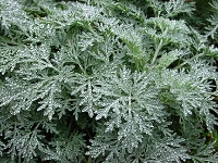 Assenzio (Artemisia absinthium)
