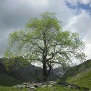 Mirtilli di vita