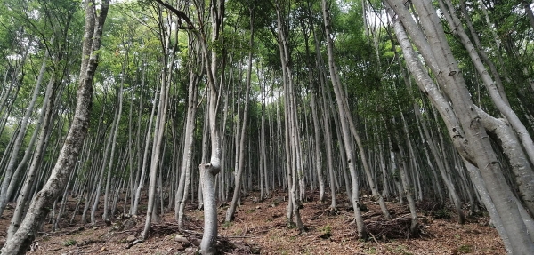 COMUNE DI VERNANTE - AVVISO, Accordo di foresta 2024