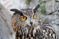 Il gufo e la ragazza